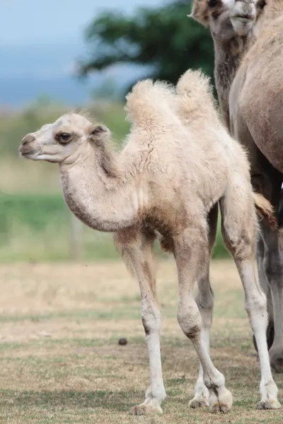 Καμήλα μωρό μοσχάρι — Φωτογραφία Αρχείου