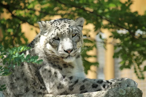 El leopardo de las nieves descansa — Foto de Stock