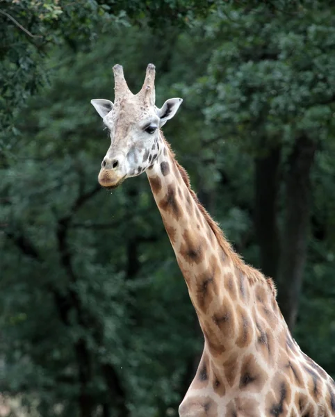 Giraffen-Porträt — Stockfoto
