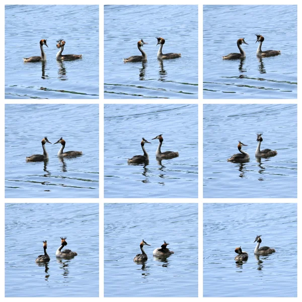 Canards grèbes à crête cour — Photo