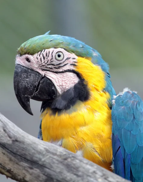 Ara macaw portrait — Stock Photo, Image