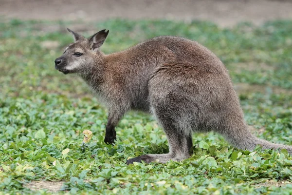Bennett canguro wallaby — Foto Stock