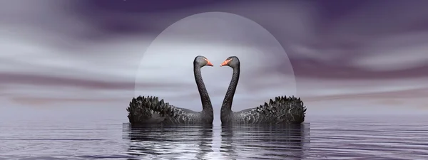 Cisnes negros amor renderizar 3D Imagens Royalty-Free