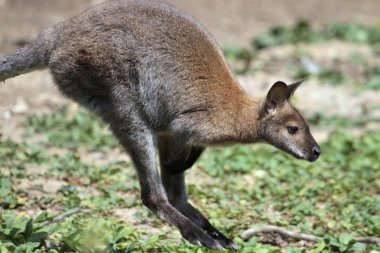Bennett kanguru kanguru