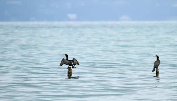 Grandes corvos-marinhos — Fotografia de Stock