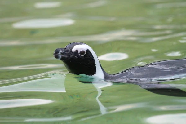 Humboldt spheniscus penguin swimming — Stock Photo, Image