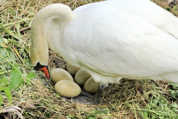 Swan in nest with eggs — Stock Photo, Image