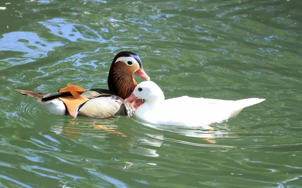 Mandarin and pekin ducks — Stock Photo, Image