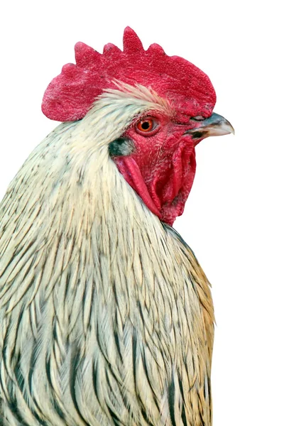 Gallo — Foto de Stock