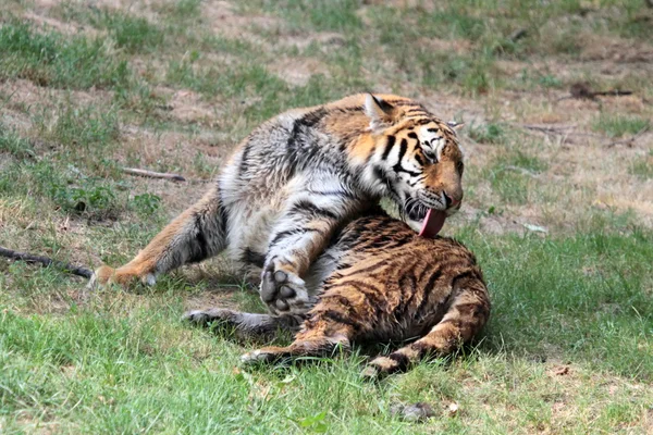 Bengala tigre limpieza — Foto de Stock