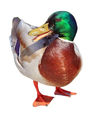 chat yapan erkek yeşilbaş ördek