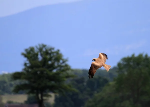 Buzzard voando — Fotografia de Stock