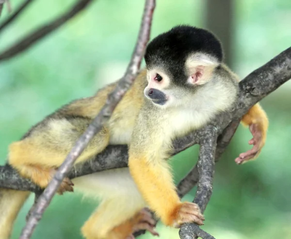 Mono ardilla en un árbol —  Fotos de Stock