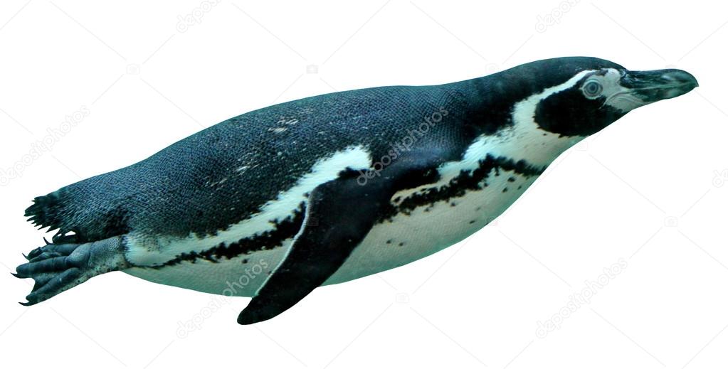 Swimming spheniscus humboldti penguin Stock Photo by ©Elenarts 30137141