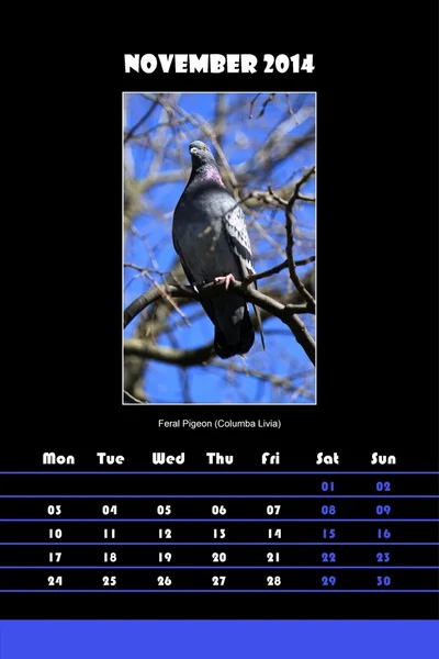 Bird calendar for 2014 - november — Stock Photo, Image