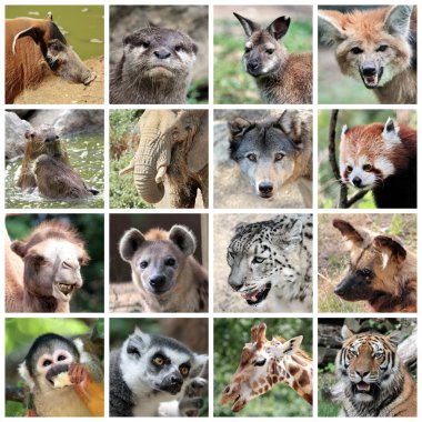 Animal mammals collage clipart