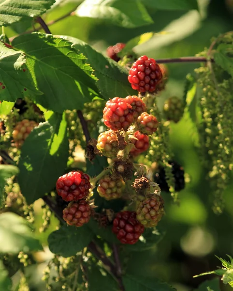 Non mature blackberry fruits — Stock Photo, Image