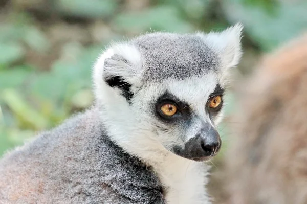 Madagaskar lemur catta (maki) — Stok fotoğraf