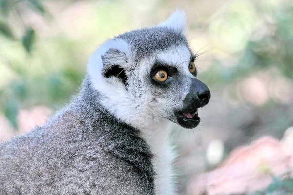 Lemur catter (maki) av Madagaskar — Stockfoto