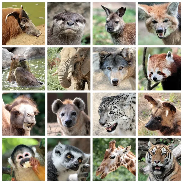 Collage de mammifères animaux — Photo