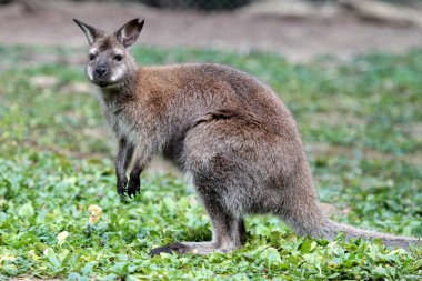 Bennett wallaby kangaroo clipart