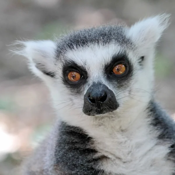 Madagaskar lemur catta (maki) — Stok fotoğraf