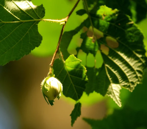 Grüne Haselnüsse im Baum — Stockfoto