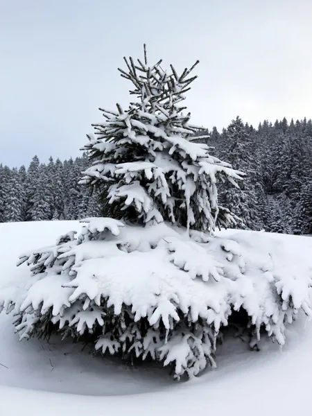 Fir trees in winter, Jura mountain, Switzerland — Stok fotoğraf