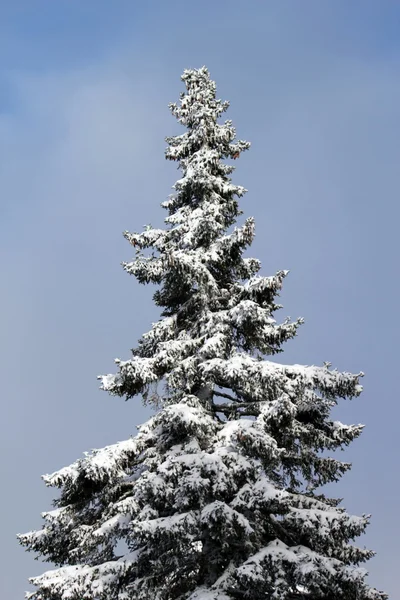 Dennenboom in de winter — Stockfoto