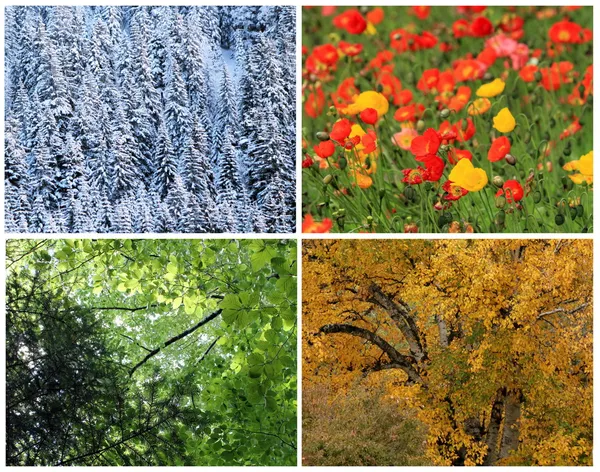 Four seasons collage — Stock Photo, Image