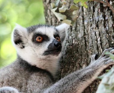 Madagaskar lemur catta (maki)