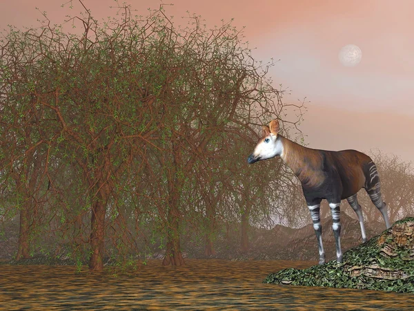 Okapi - render 3d — Foto de Stock