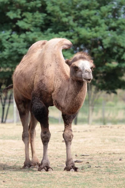 Kamel steht in der Natur — Stockfoto