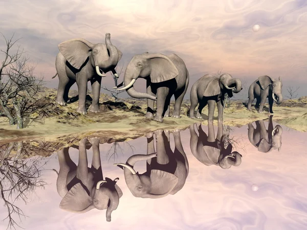 Słonie i wody - 3d render — Zdjęcie stockowe