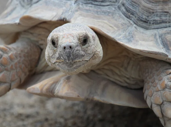 Tortuga estimulada africana — Foto de Stock