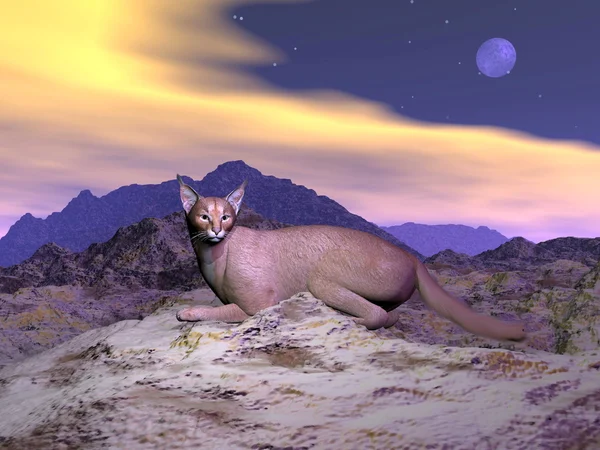 Caracal, vagy a sivatagi hiúz - 3d render — Stock Fotó