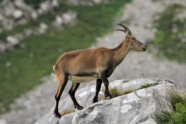 Vahşi Alp dağ keçisi - steinbock — Stok fotoğraf