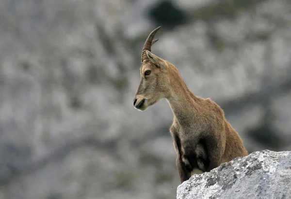 Íbice alpino salvaje - steinbock —  Fotos de Stock