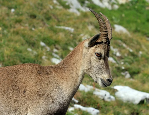 Bouquetin alpin sauvage - portrait de steinbock — Photo