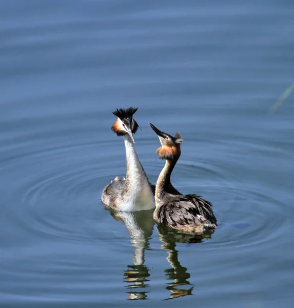 Great crested grebe ducks courtship — Stock Photo, Image