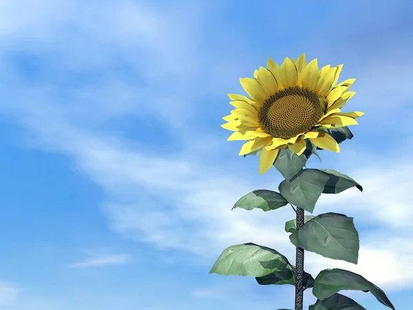 Girasol y cielo - 3D render — Foto de Stock