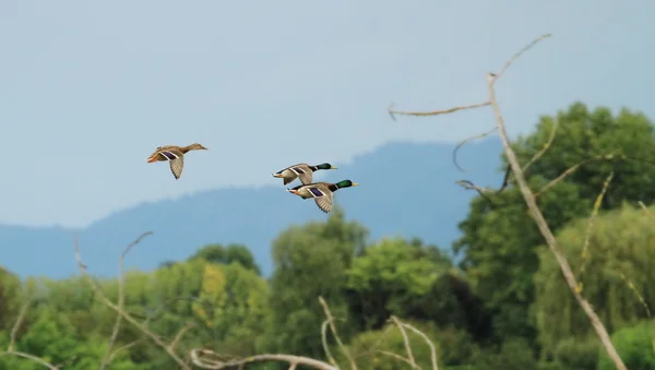 Маллардские утки летают — стоковое фото