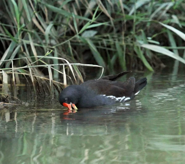 Moorhen sur l'eau — Photo