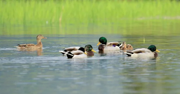 Patos-reais em uma lagoa — Fotografia de Stock