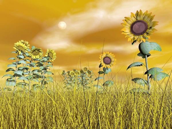 Girasoles - 3D render — Foto de Stock