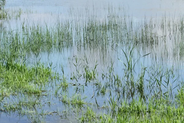 Hierba en un estanque — Foto de Stock
