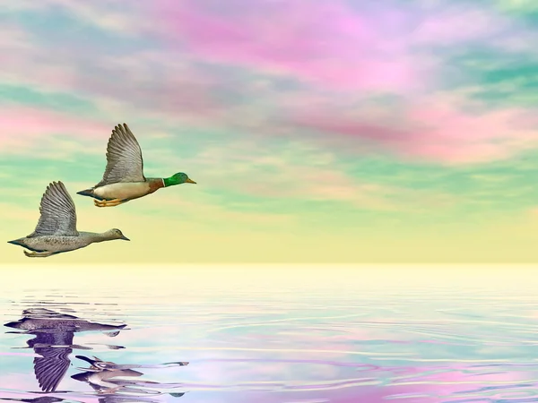 Uçuş - 3d render yeşilbaş ördekler — Stok fotoğraf