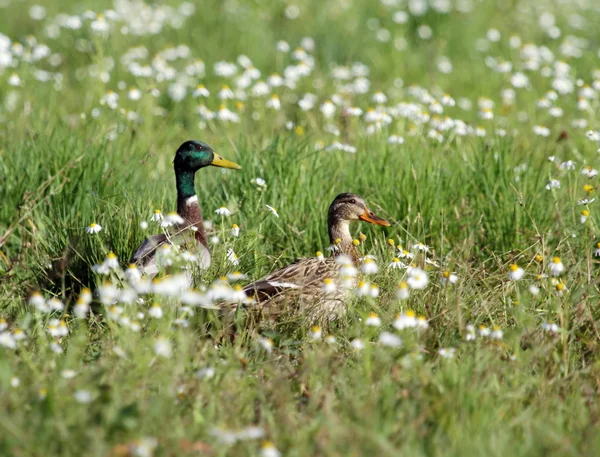 Gräsand ankor och blommor — Stockfoto