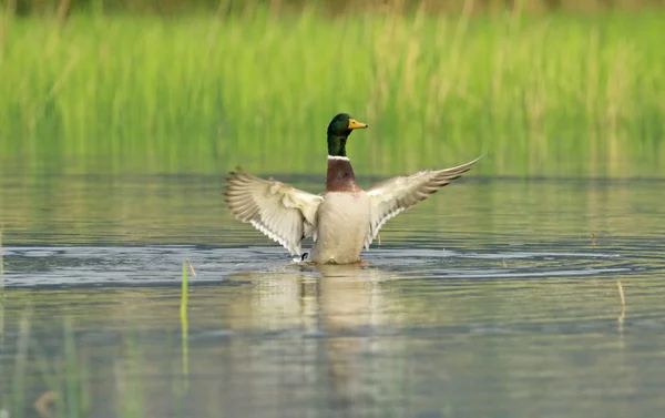 Stockenten-Männchen schütteln Flügel — Stockfoto