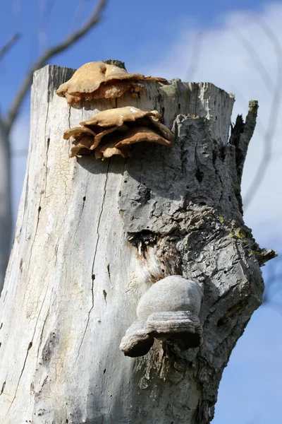 Cogumelos de poliporos no tronco morto — Fotografia de Stock